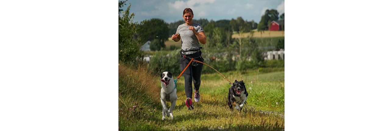 Minikurs i trekktrening med hund - Lofoten